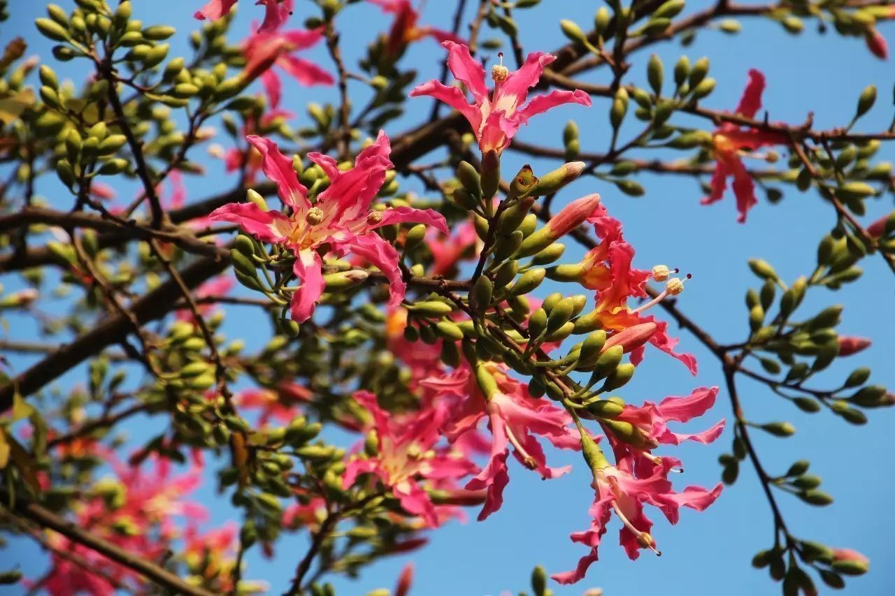 絮状物|此花是优良的观花乔木,满树姹紫,秀色照人,象征着孤傲非凡