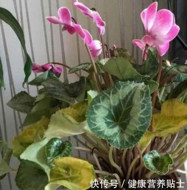 仙客来不用年年买,开完花后做好4个“步骤”,还能再次长叶开花!