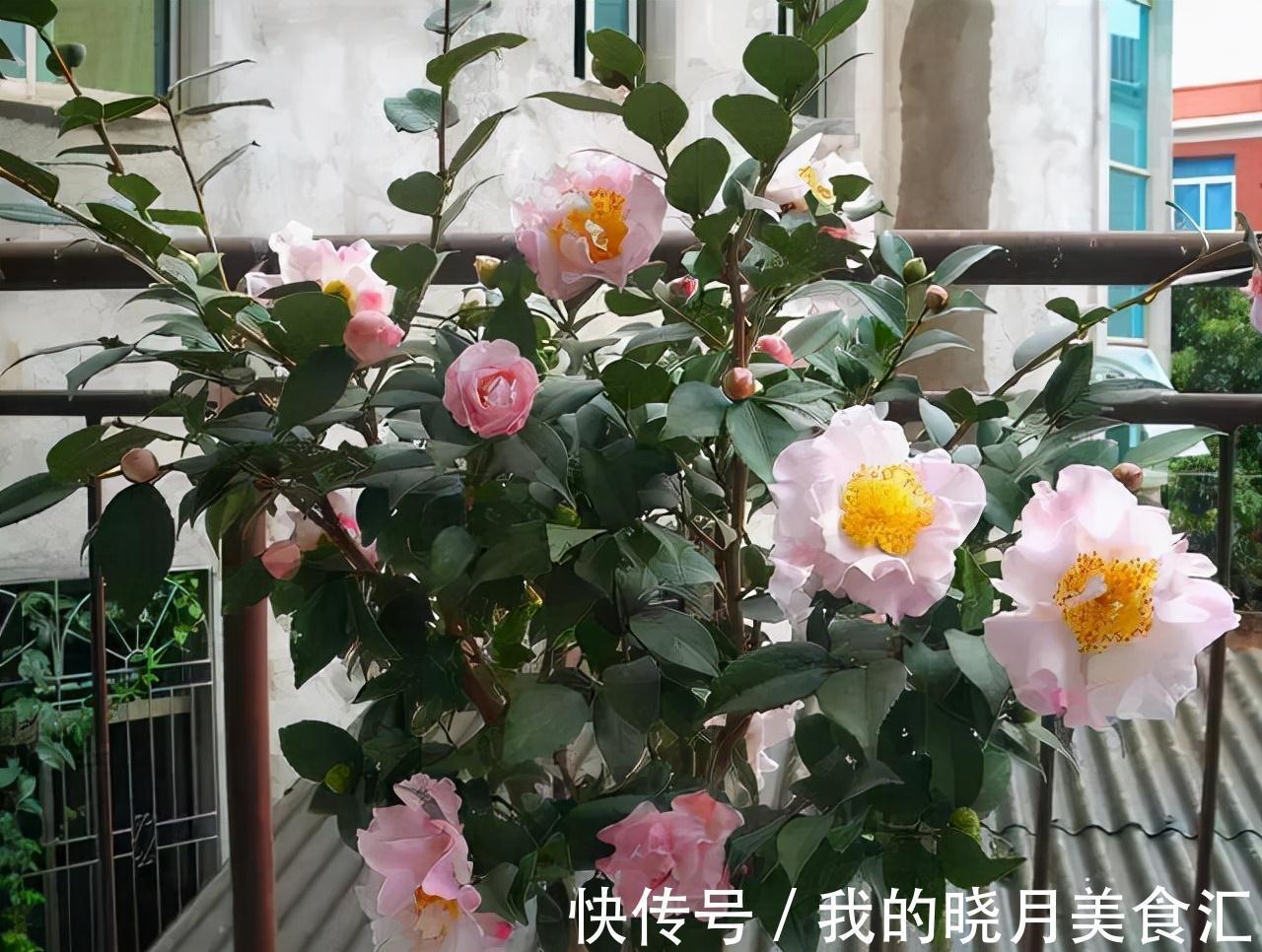 天冷就养“6种花”,越冷越爱开花,吉祥“喜庆”又高档