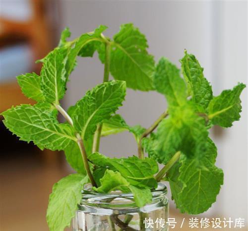 卫生间没窗户？养此4种花，耐阴好活，关键：除臭、杀菌，空气好