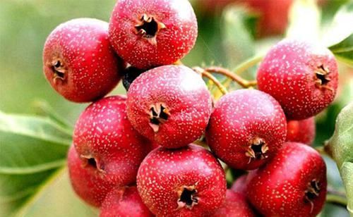 女性害怕“老得快”？坚持吃这“4物”，美白祛斑抗皱防早衰