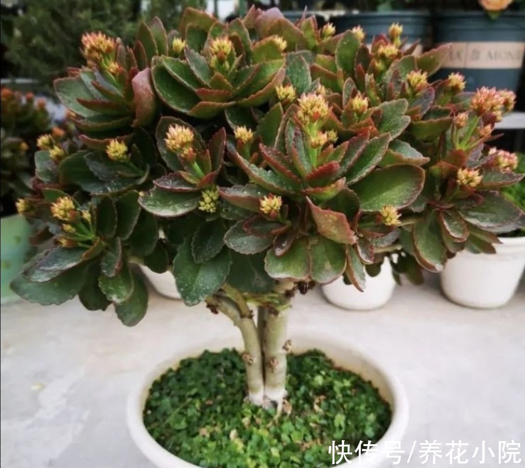 枝条|家里养4种花，秋天给它“剪一剪”，花苞长更多
