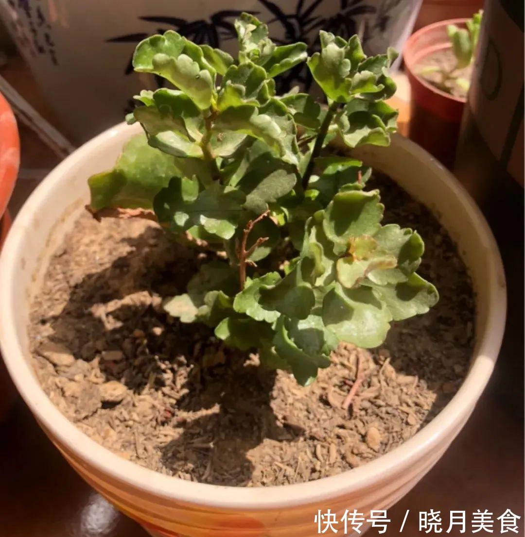 浇水|15种常见花,冬天浇水有讲究,小心越浇花越死