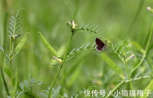 益母草|66种野菜大图片，带你见识不同的野菜和吃法，你想要的野菜这里有