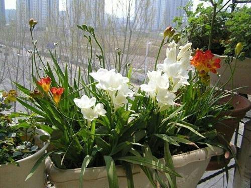 这几种花便宜好养开花多,每次开花满屋飘香,比吊兰绿萝强多了