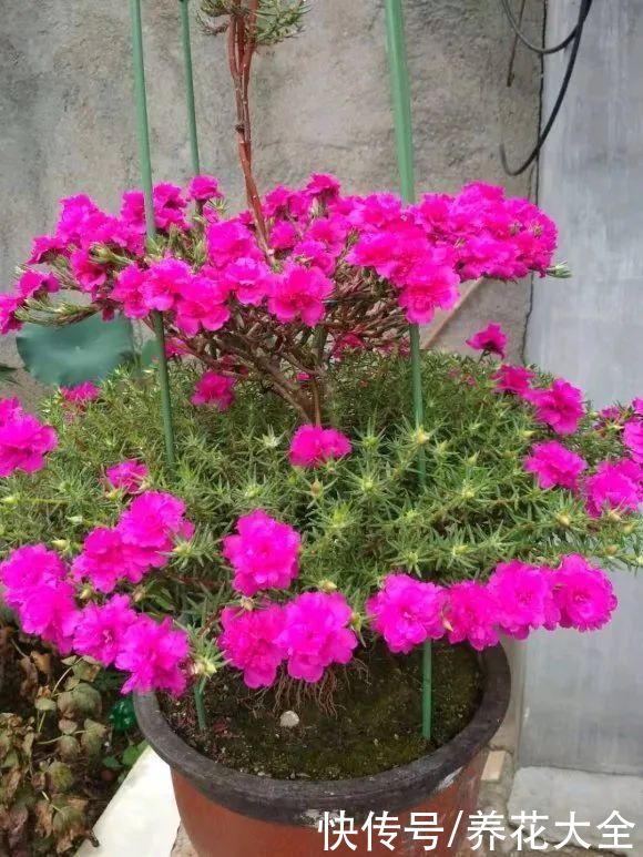 马齿苋花|山东马齿苋老桩，年年开花像小树，网友直呼：假的吧