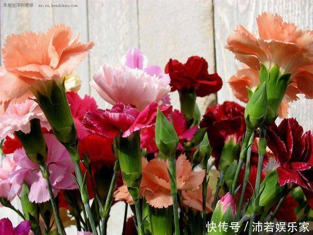 花花|这种花常被低估,一不小心开半年,送人也有面