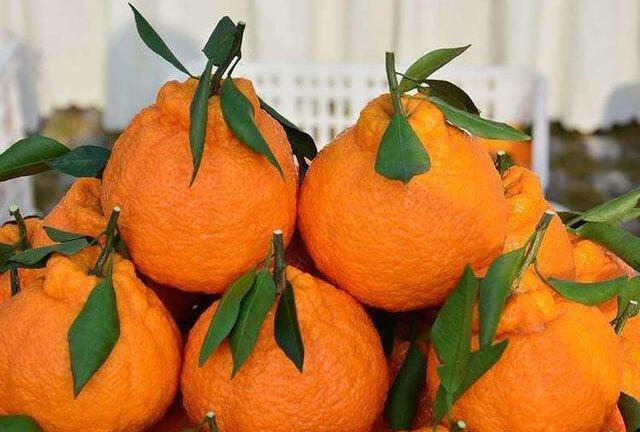 缓解|女性想要皮肤好常吃3种食物,排毒养颜,调理肠胃,缓解疲劳