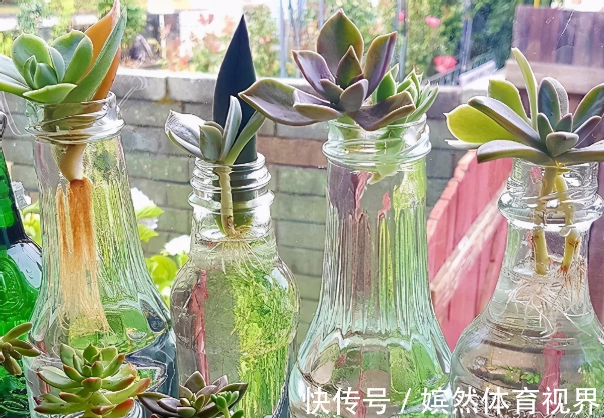 扦插讨喜的多肉,事前事后这么操作,成活率高很多