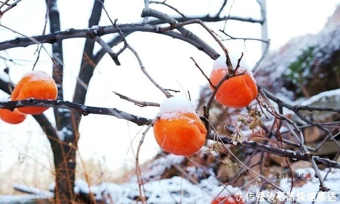 柿饼|一方水土：这条沟的柿子一直不摘，雪打红柿特别美