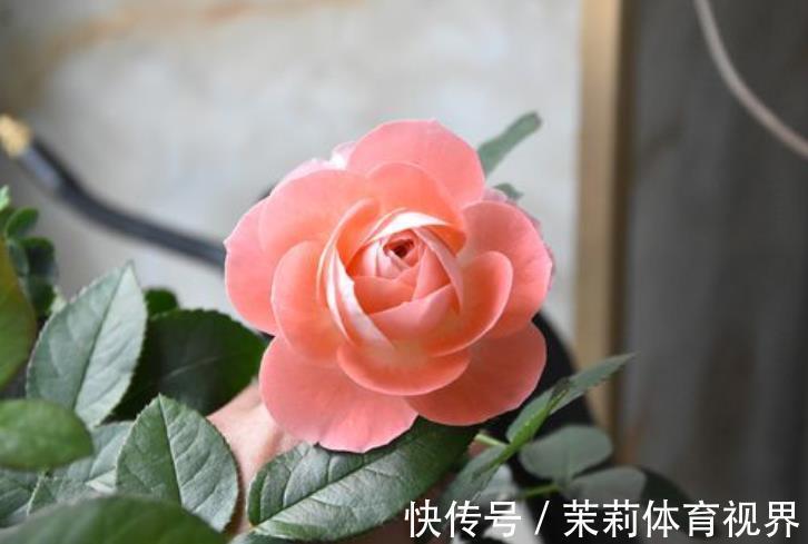 花芽|三角梅、月季、栀子花总是不开花，几个小技巧，一年四季爆盆