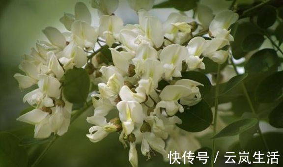 槐花|高血压的对手找到了,父母每天喝一杯,血压或许悄悄降下来