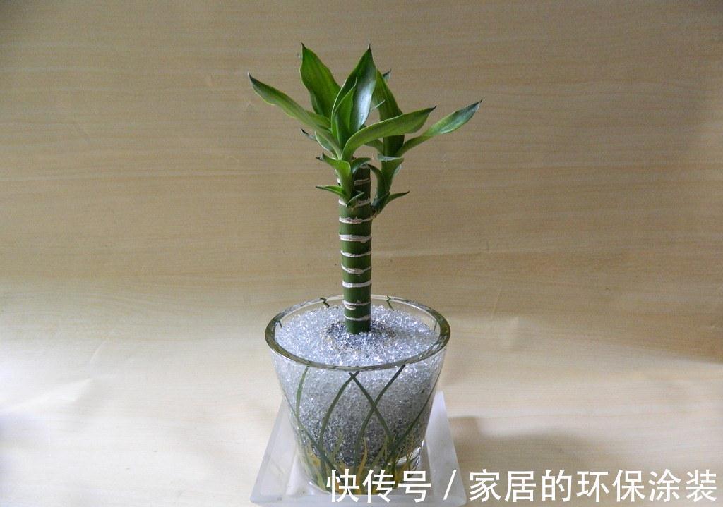 不起眼的紫药水,原来掌握住用法,养花有这么多好处