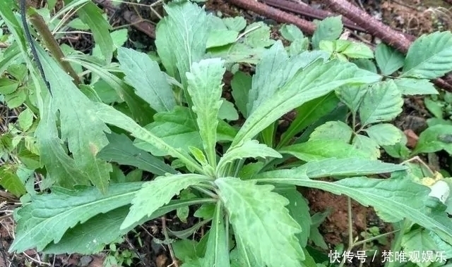  中草药|农村一种野草，农民很讨厌，却是极品中草药，止血效果非常好