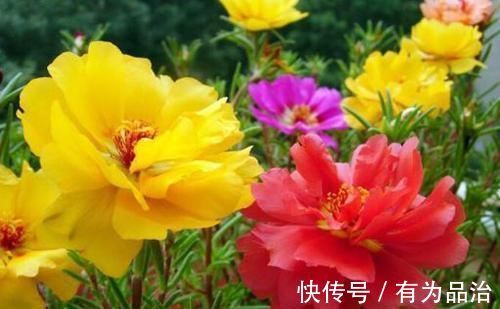 养花就养此4种，漂亮不输牡丹，四季开花，很值得拥有