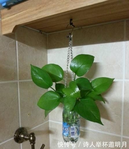 矿泉水瓶|家里的小瓶、小罐别扔了，拿来养花，真是太养眼了！