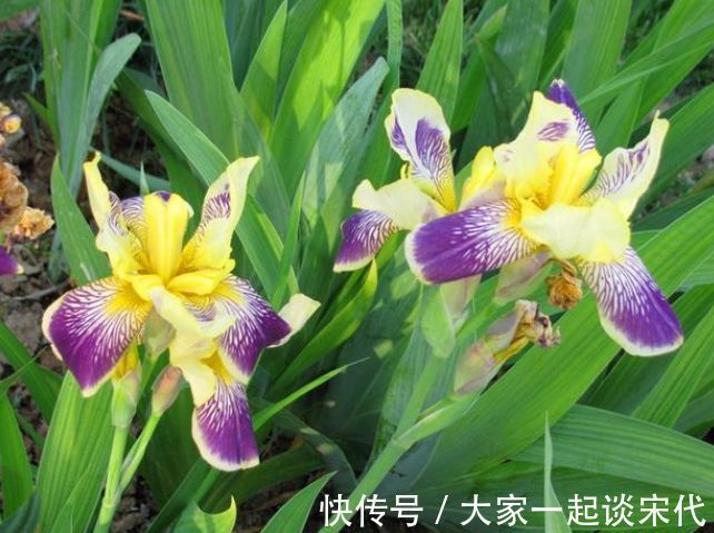 几种花，开花漂亮又好养，养在哪里都爆盆，好运到来