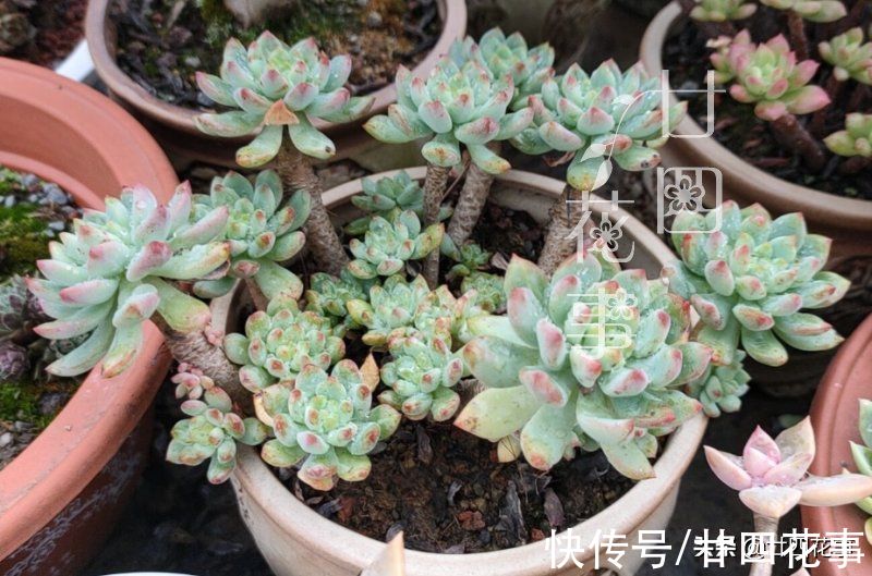 多肉“控养”有前提，“3要4不”别做反，错了变瘦，对了肥美