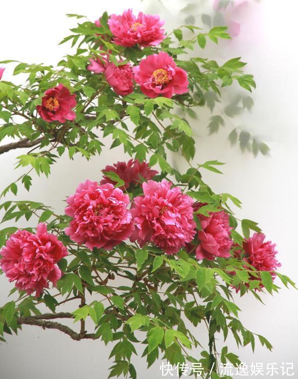 金枝玉叶|7种“富贵花”能活一百年,越养越值钱,家里的“摇钱树”