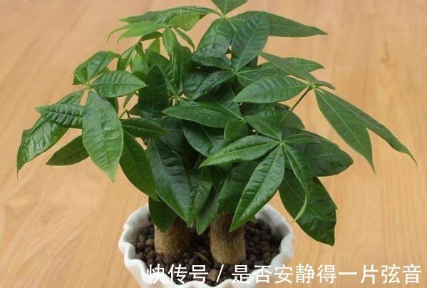 发财树|以下4种“转运”花，家里必须养一盆，旺运招财日子越过越好！