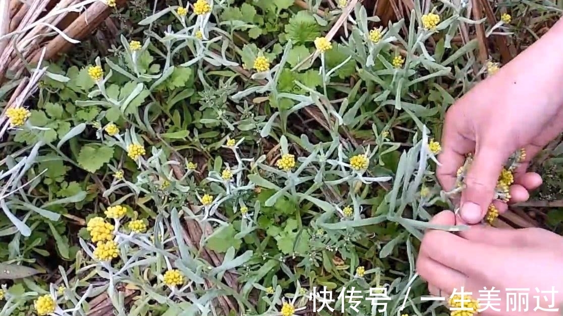 药用价值|田野里面开着小黄花的野菜,可制作一种美味小吃,有一定药用价值