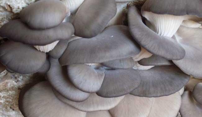 排毒|人到中年想长寿,四种食物换着吃,排毒消脂、润燥通便