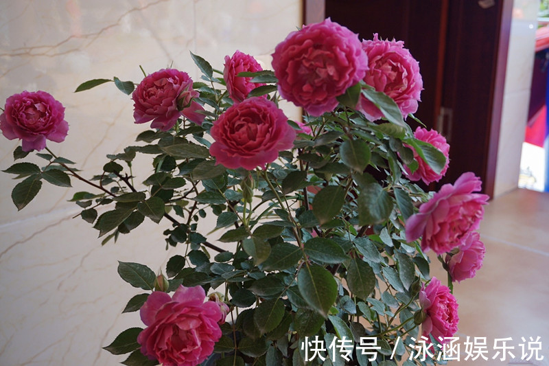 玫瑰|漂亮不输玫瑰,花期很长,花香四溢,养护简单,此盆栽花值得拥有