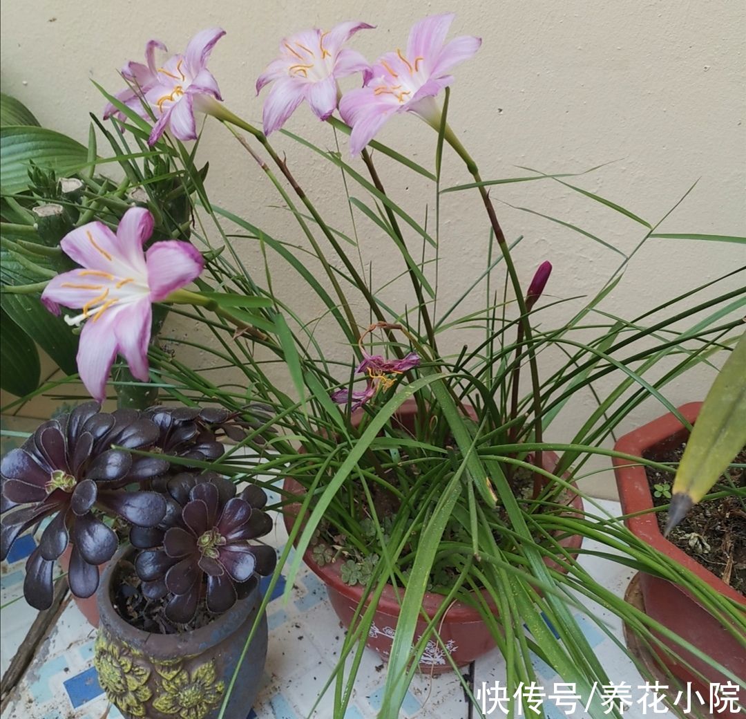 阳台|有1种花，开花漂亮又好养，适合摆放在阳台、庭院观赏