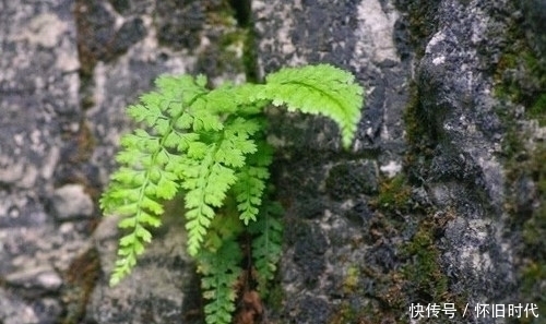 功效|农村这种常见的野草，有很好的清热解毒和止血的功效，见到要珍惜