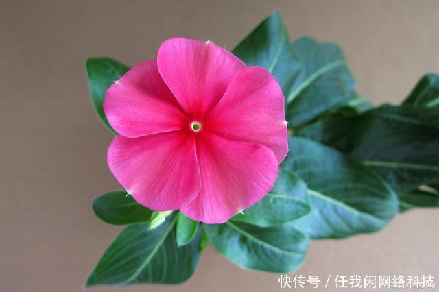 太阳花|4种“便宜花”适合6月养,容易开爆,花期长,关键是容易养