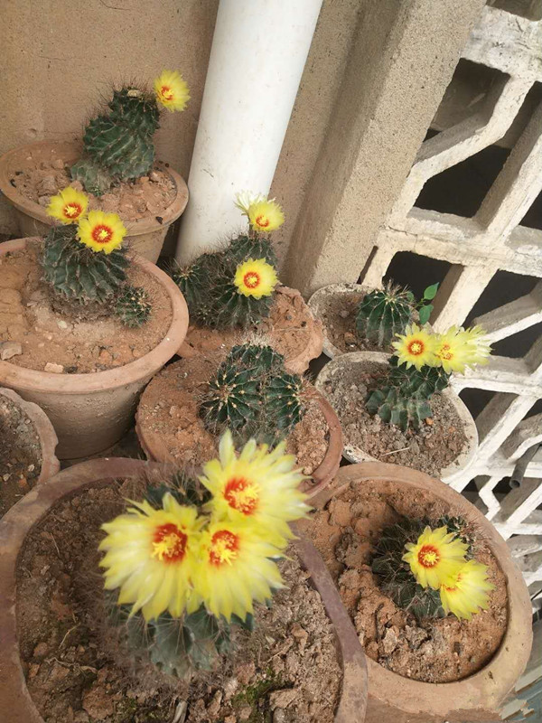 喜欢玫瑰，首选此款“精品玫瑰”夏洛特夫人，花开雍容华贵！美