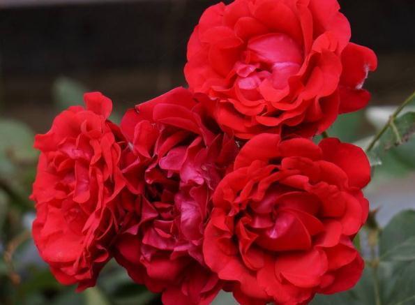 月季养家中,“一点”不能忘,花苞一冒几十朵,花开数不清