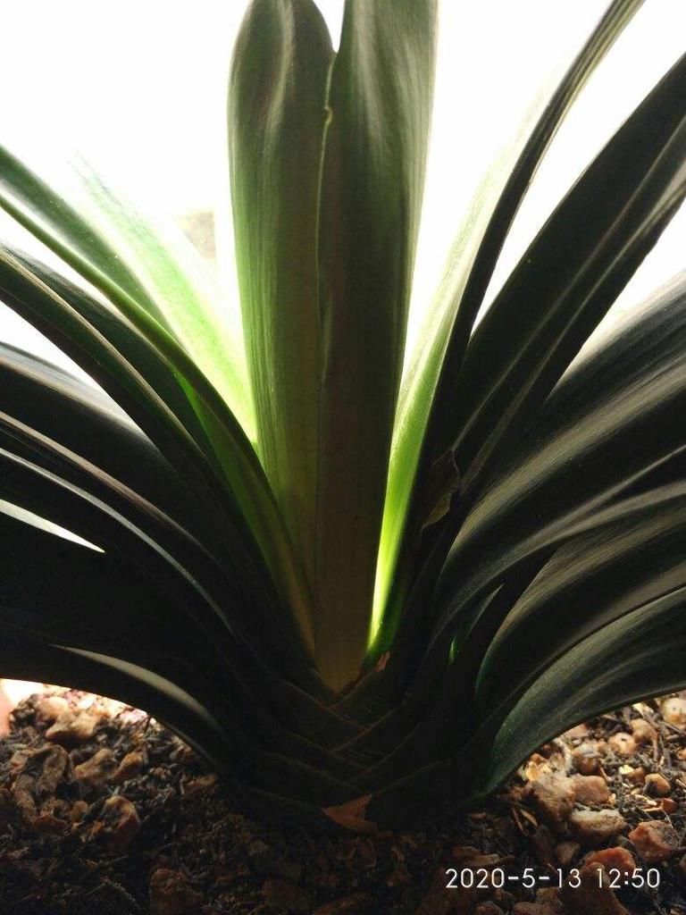 君子兰能不能开花,主要看这3点,全都符合才能开