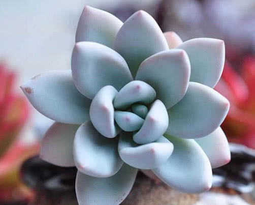 珍珠岩|多肉霜之朝怎么养 教你3个小妙招,养出叶片饱满粉润的霜之朝