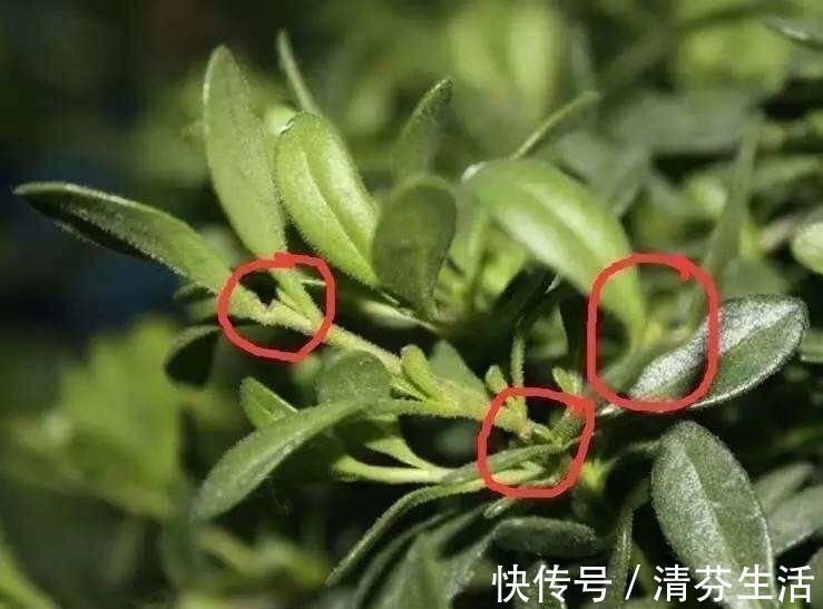 生长期|这6种花，要经常“摘心”，分枝多开花多，株形更丰满