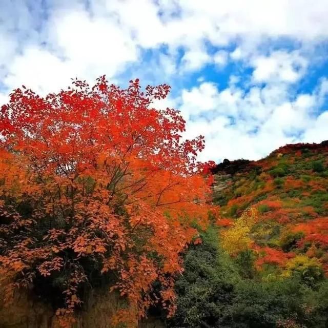 红叶|秦岭深处藏了整个秋天~凤县金秋红叶观赏季盛大开启!