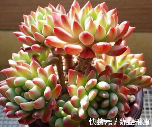 多肉|盆里扔点这个,多肉胖成球,肉嘟嘟好可爱