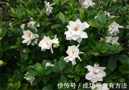 栀子花总黄叶给它喂点酸水,叶子返青绿油油