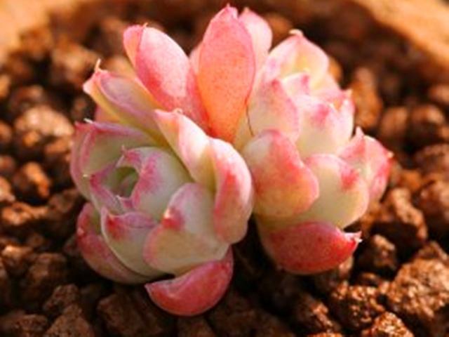 多肉贵货自己也能养出来找对方法，花些时间，养出贵货不太难