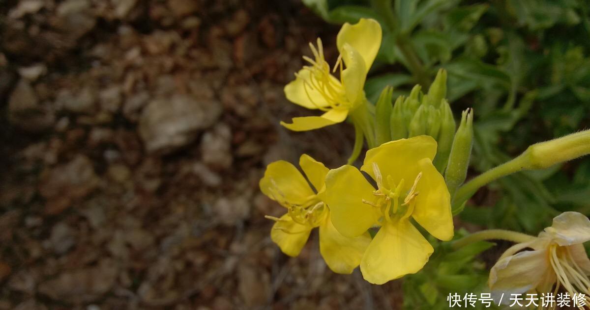 春天院子种什么花,3个品种推荐给你,你值得拥有