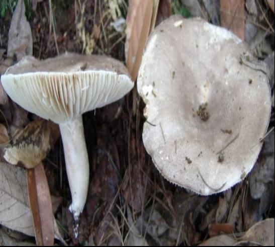 菌环|贵州省疾控提醒：这东西别吃！