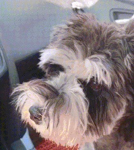 |搞笑GIF:这样的包饺机你没见过吧,包出来饺子非常匀称漂亮美观