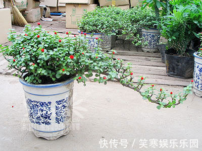 发财树|7种寓意“旺财”的花,适合养在家里,看着就有好兆头