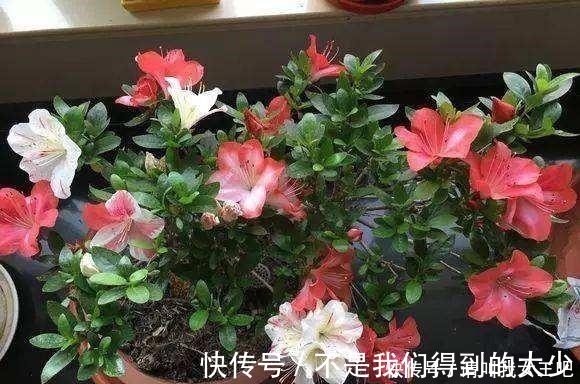 植物|家中4种“过期药”,磨“粉”撒土里,比黄豆水管用,养啥都能旺!