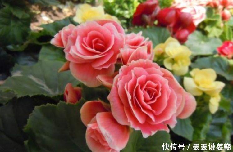 3种花是花中劳模,一年四季开花不断,谁养谁喜欢