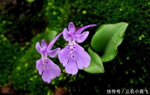  花朵|它全株只长一片叶子，花朵像“蝴蝶”，是国家一级保护植物，看到别挖