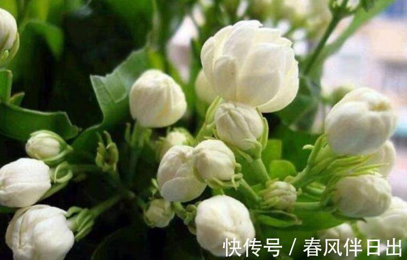 养护|公认难养的3种花，老花匠都不敢轻易入手，新手花友要慎养