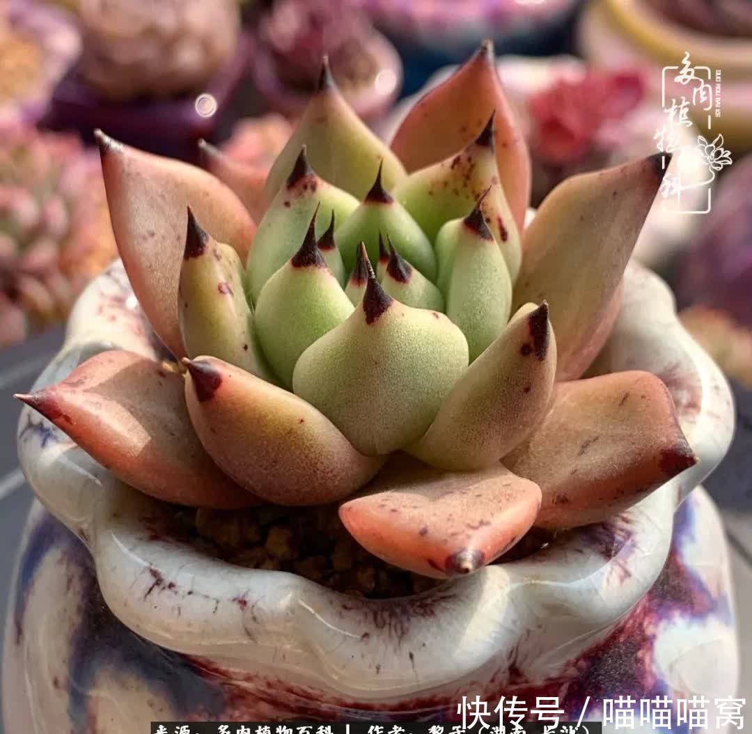 最温暖不过人间烟火,来自逆挂区的多肉!