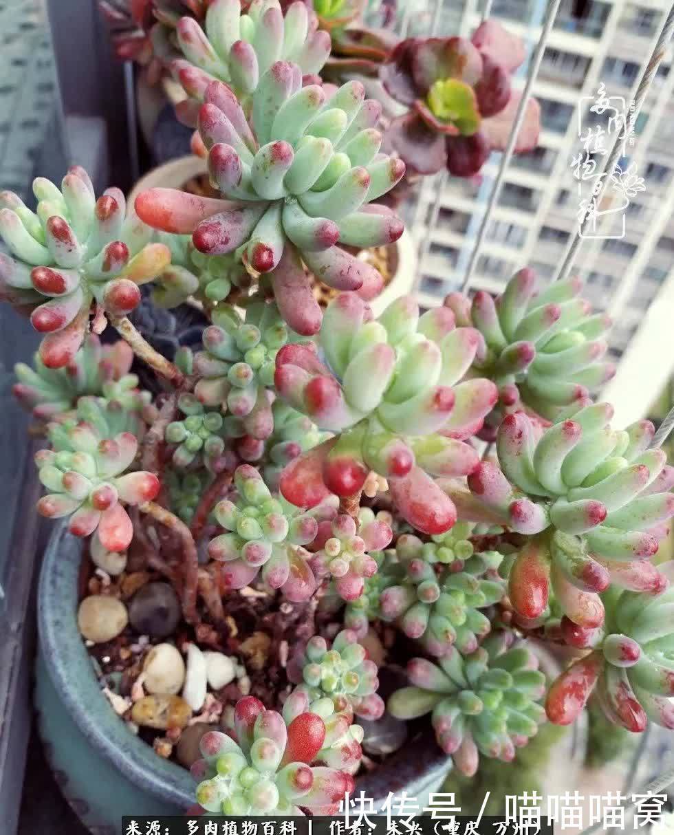 养肉多年，从未出坑过！养多肉是我最喜欢最坚持的爱好！