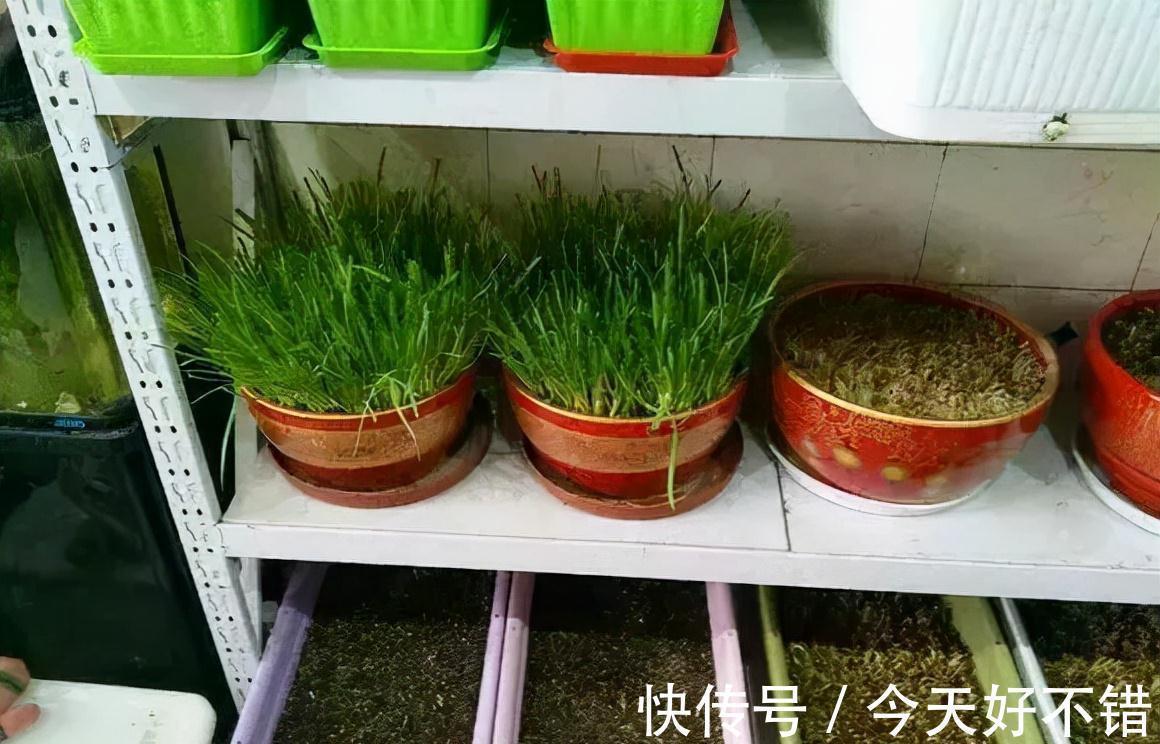 肥料|花盆种韭菜,学会1个小绝招,5天割一茬吃都吃不完